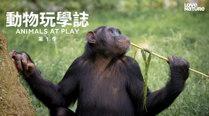 動物玩學誌 第一季 線上看