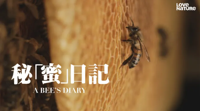 秘「蜜」日記 線上看