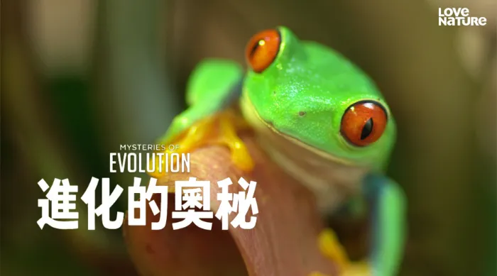 進化的奧秘 第一季 線上看