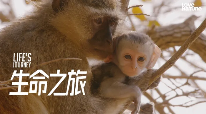 生命之旅 線上看
