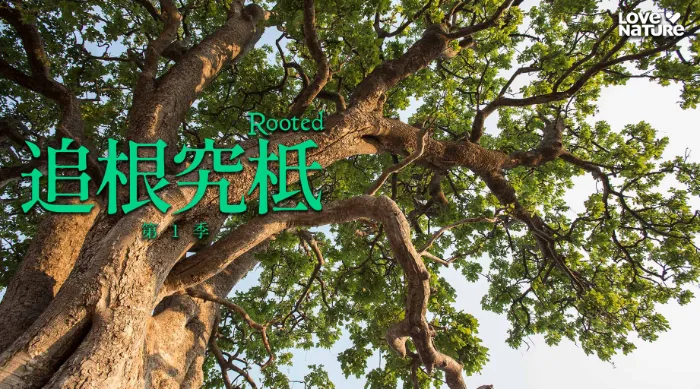 追根究柢 第一季 線上看