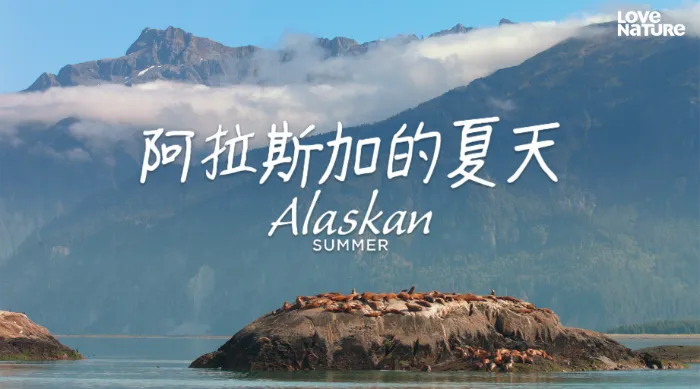 阿拉斯加的夏天 線上看