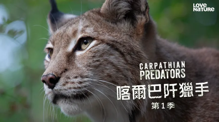 喀爾巴阡獵手 第一季 線上看