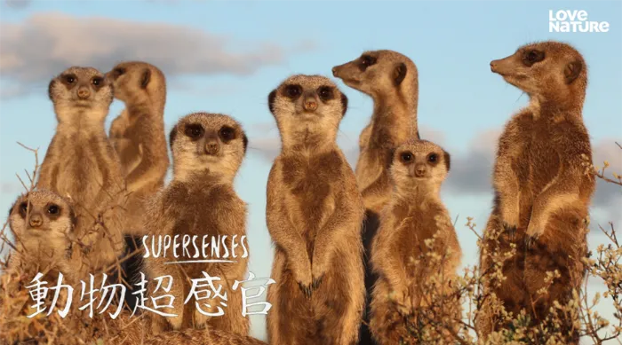 《動物超感官 第一季》綜藝線上看 (2026)