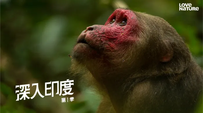 深入印度 第一季 線上看
