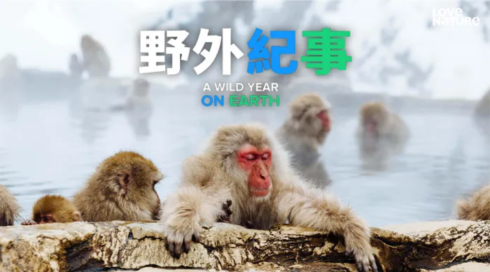 《野外紀事》綜藝線上看 (2026)