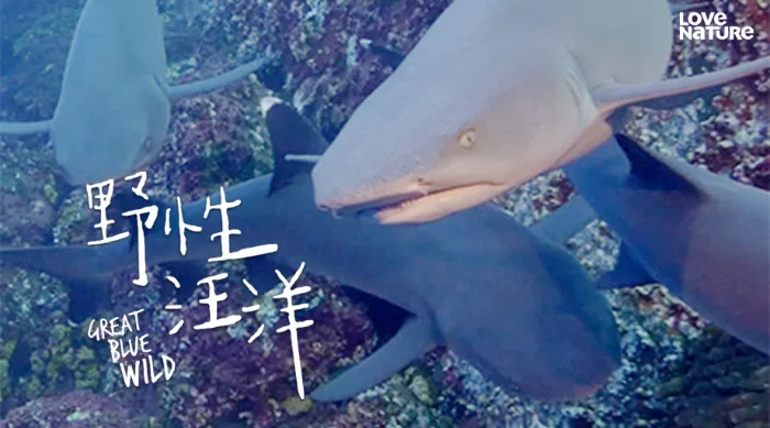 野性汪洋 第一季 線上看