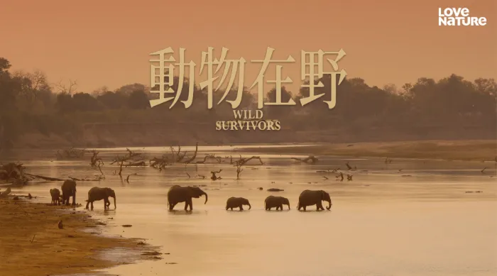 動物在野 線上看