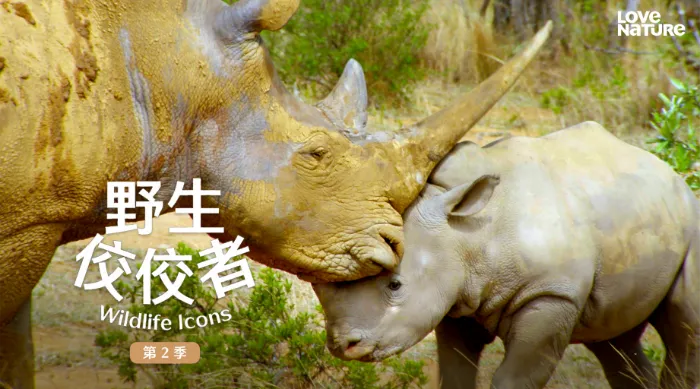 野生佼佼者 第二季 線上看