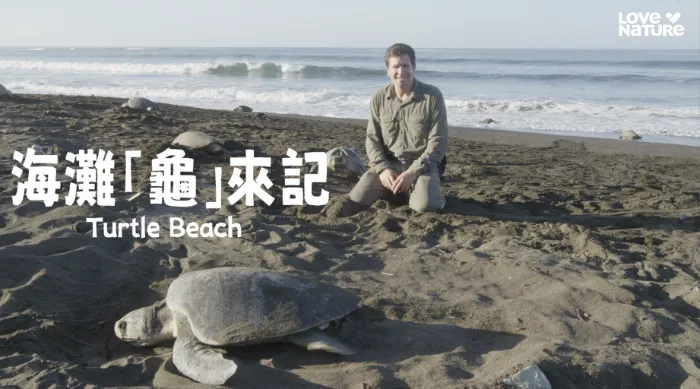 海灘「龜」來記 線上看