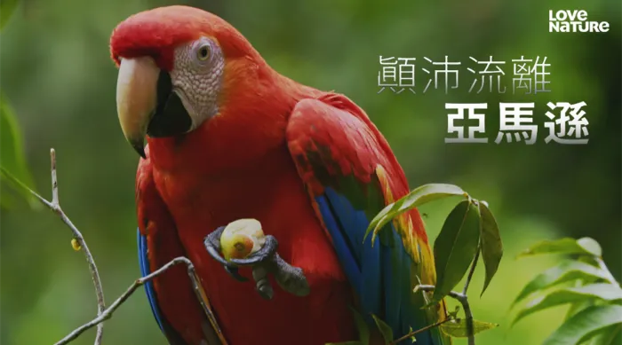 《顛沛流離亞馬遜 第一季》綜藝線上看 (2026)