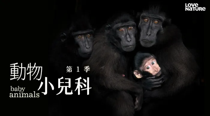 《動物小兒科 第一季》綜藝線上看 (2026)